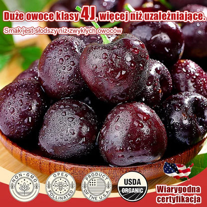 Importált chilei cseresznyemag