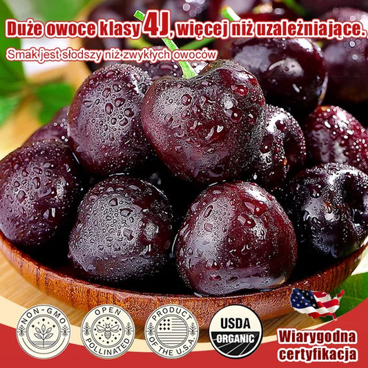 Importált chilei cseresznyemag